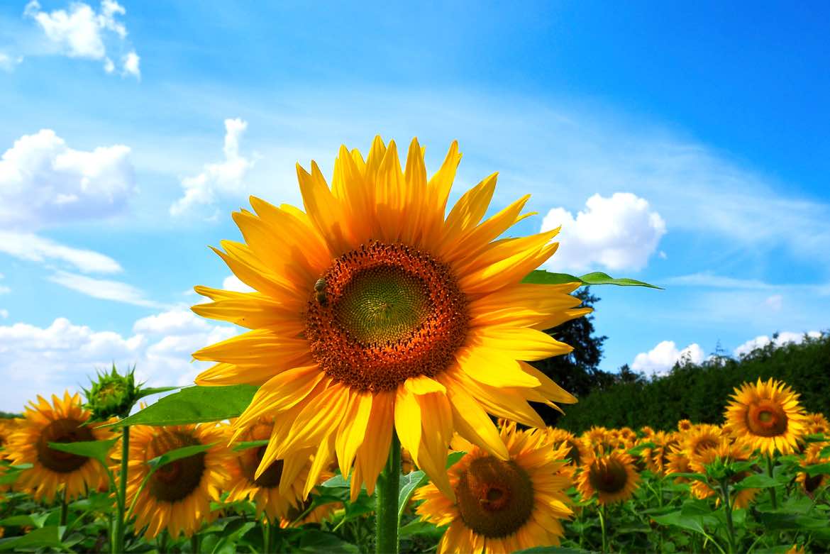 Sonnenblumen bei Teterow in Mecklenburg-Vorpommern